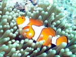 GBR Clownfish